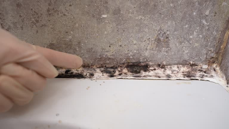 Best Emergency Mold Remediation  in Dover, NH