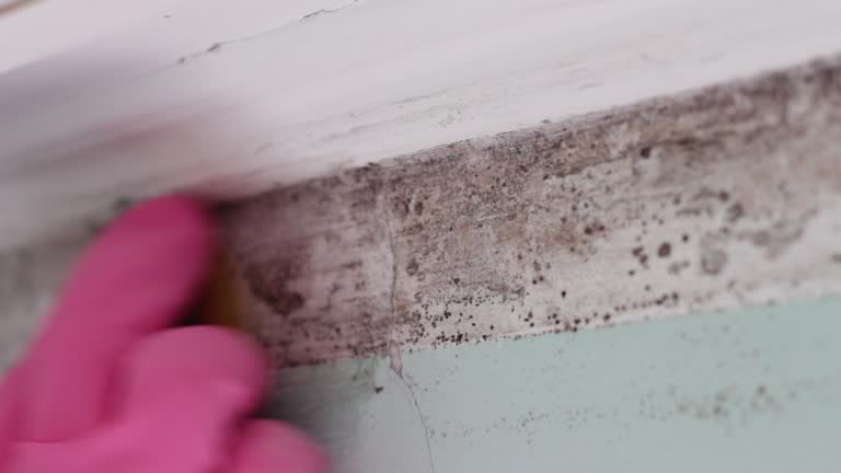 Environmental Consulting for Mold Prevention in Dover, NH